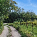 “GRAVEL AUTUNNALE OLTRE CONFINE” Potrebbe essere un'immagine raffigurante natura, strada e albero