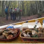 ESCURSIONE AL LAGO MAULAZZO E SAGRA DEL SUINO NERO E DEL FUNGO PORCINO DI CESARO’ Escursione Al Lago Maulazzo E Sagra Del Suino Nero E Del Fungo Porcino Di Cesaro