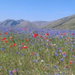 La Magica Fioritura di Castelluccio La Magica Fioritura di Castelluccio