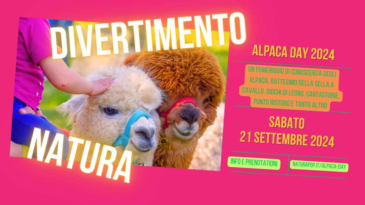 Alpaca Day May be an image of 1 person and text