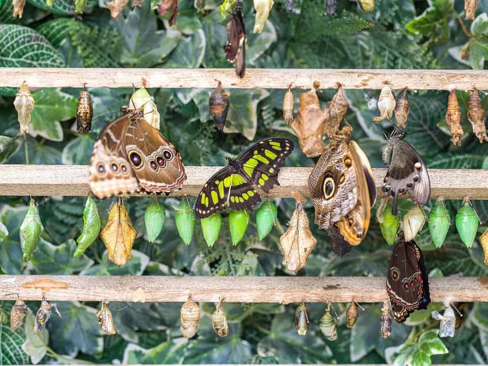 Evento Casa Delle Farfalle E Visita All’orto Botanico Locandina Casa Delle Farfalle E Visita All’orto Botanico - sabato 14 settembre ore 06:00 - 08:00