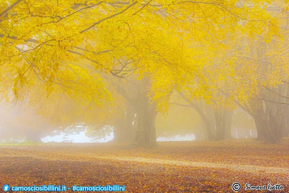I Boschi Colorati Di Canfaito – Escursione Con Workshop Fotografico – No photo description available.