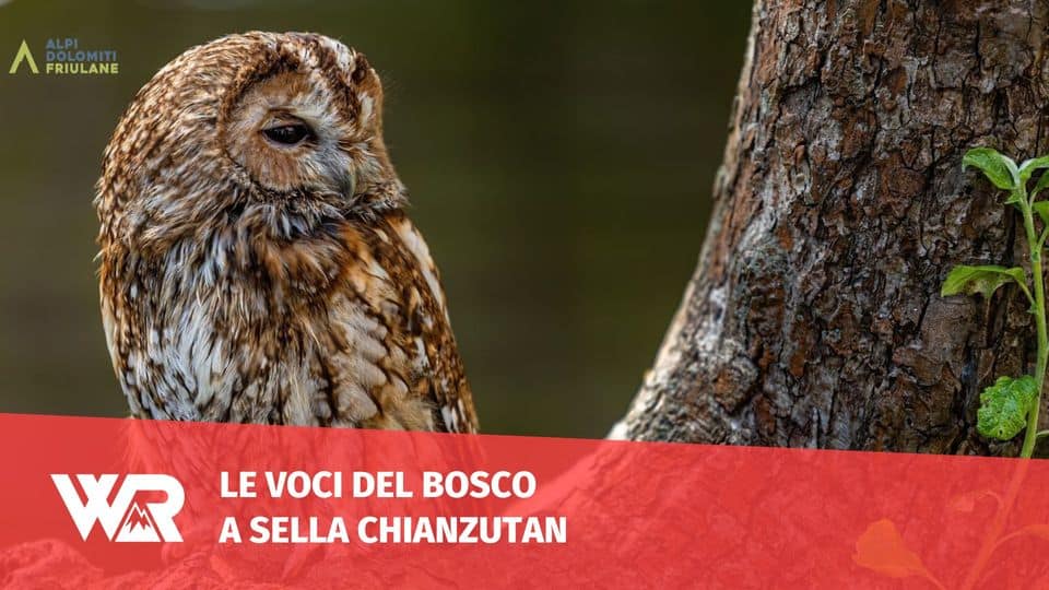 Le voci del bosco a Sella Chianzutan May be an image of great grey owl, owl and text