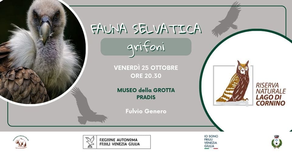 Fauna Selvatica – GRIFONI May be an image of vulture, slow loris and text