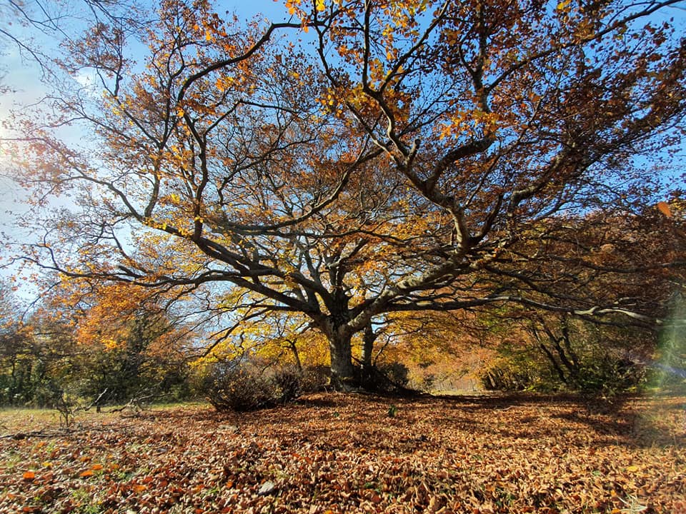 Evento Anello Autunnale alla Faggeta Canfaito colori d’Autunno Locandina Anello Autunnale alla Faggeta Canfaito colori d’Autunno - lunedì 26 ottobre ore 09:30 - 13:30