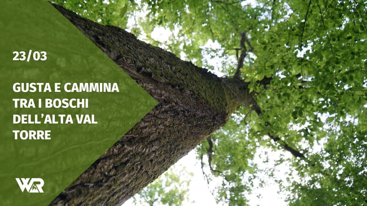 Gusta e cammina tra i boschi dell’Alta Val Torre Potrebbe essere un'immagine raffigurante albero e il seguente testo "23/03 23 03 GUSTA GUSTA E AMMNA TRA I BOSCHI DELL'ALTA VAL TORRE WR"