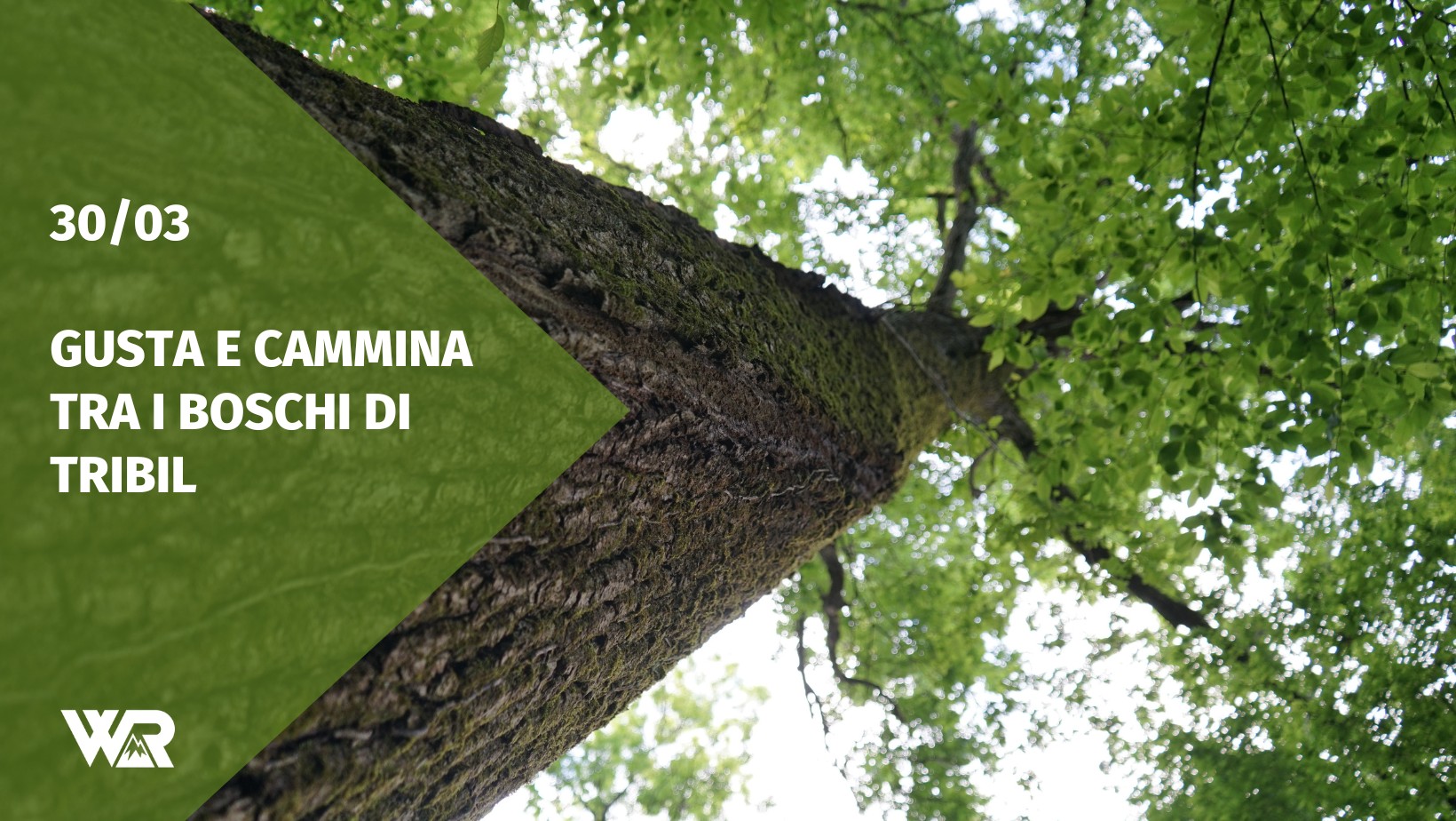 Potrebbe essere un'immagine raffigurante albero e testo