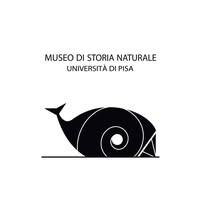 Foto di Museo di Storia Naturale – Università di Pisa Immagine di Museo di Storia Naturale – Università di Pisa