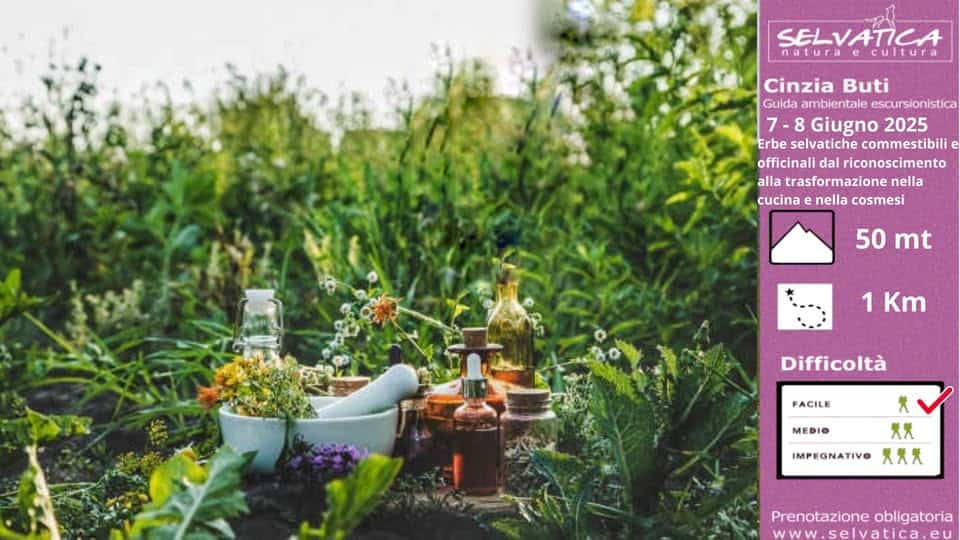 Potrebbe essere un'immagine raffigurante fiore e il seguente testo "SELVATICA ecultura Cinzia Buti Guida ambientale escursionistica 7- 8 Giugno 2025 Erbe selvatiche commestibili officinali dal riconoscimento alla trasformazione nella cucina e nella cosmesi 50 mt 1 Km Difficoltà FACILE MEDIO IMPEGNATIVO 大 犬犬 Prenotazione Prenotazioneobligatoria obligatoria www.selvatica.el"
