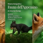 Inaugurazione mostra fotografica “Fauna dell’appennino” di Alberto Dionigi Potrebbe essere un'immagine raffigurante cervo e il seguente testo "Mostra fotografica Fauna dell'Appenino di Alberto Dionigi MUSSS Museo naturalistico del Parco Sasso Simone e Simoncello नਇ"