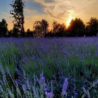 Foto di La Lavanda del Brenta Immagine di La Lavanda del Brenta