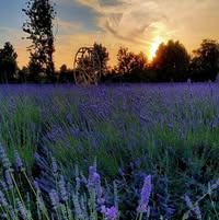 Foto di La Lavanda del Brenta Immagine di La Lavanda del Brenta