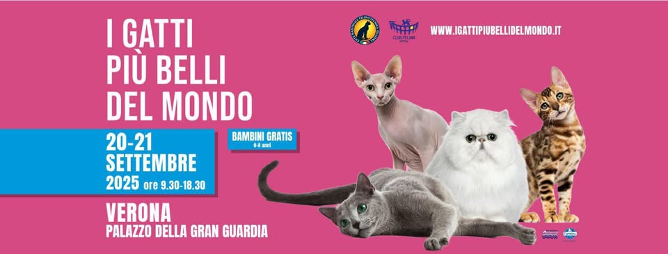 Esposizione internazionale felina – I gatti più belli del mondo – Palazzo della Gran Guardia Verona Potrebbe essere un'immagine raffigurante il seguente testo "酵 CLUSTELND WWW.IGATTIPIUBELLIDELMOHOO.IT I GATTI PIÙ BELLI DEL MONDO 20-21 BAMBINI GRATIS anal SETTEMBRE 2025 ore re9.30-18.30 VERONA PALAZZO DELLA GRAN GUARDIA မိီးမ၀ 美 علم"