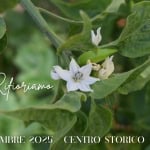 MARU edizione 2025 Potrebbe essere un'immagine raffigurante fiore e il seguente testo "mrm MARU Rifarama iamo. 6/7 SETTEMBRE 2025 CENTROSTORICO-RIFEAO RU RUFFANO CENTRO STORICO"