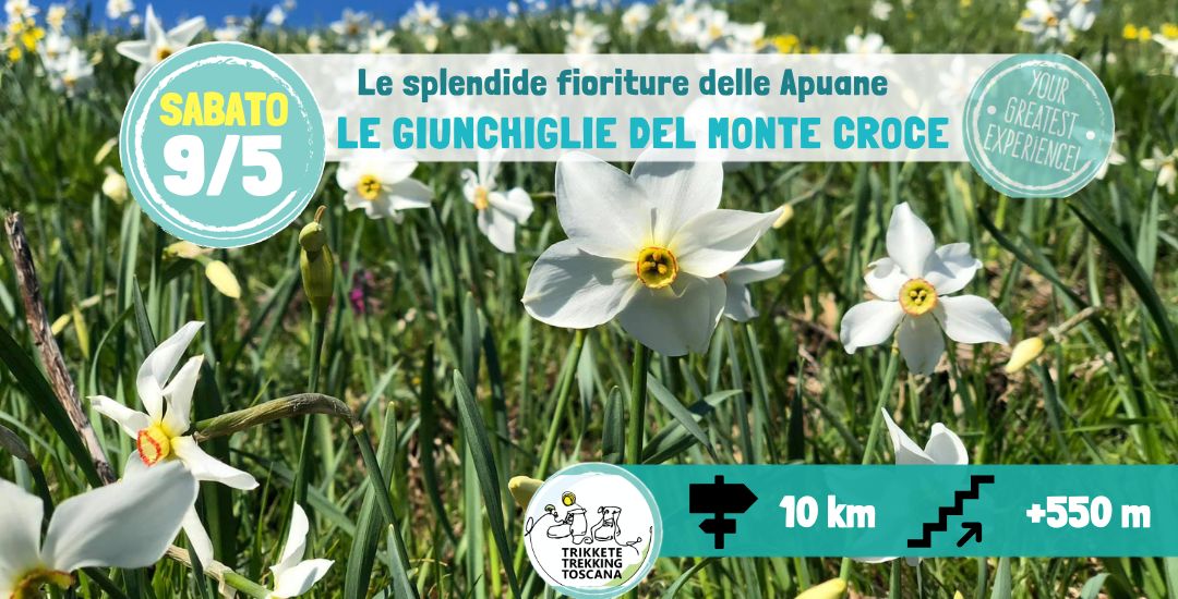 🌸🌾Il Monte Croce e le sue Giunchiglie: Escursione tra le fioriture Apuane🌻 Nessuna descrizione della foto disponibile.