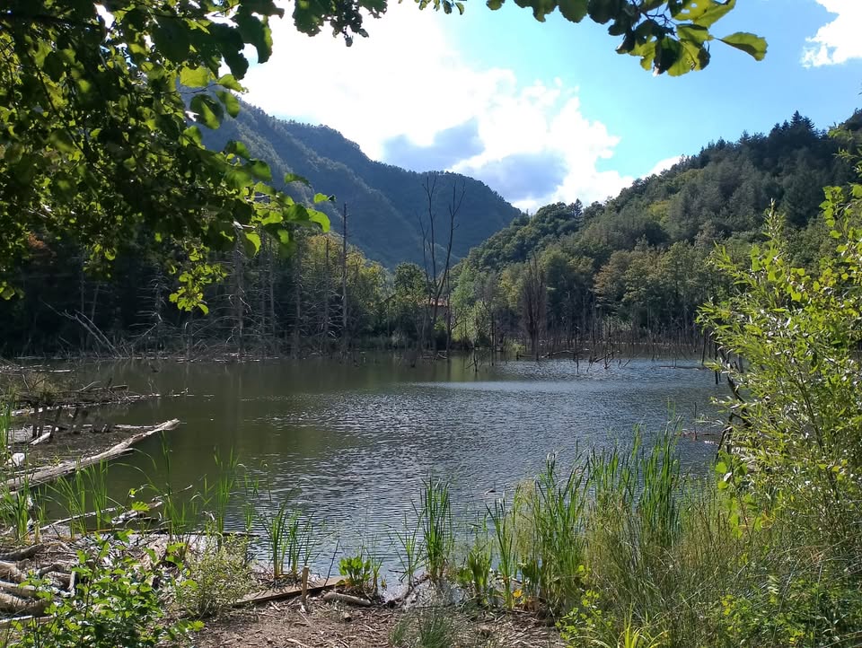 Il Bosco sommerso di Poggio Baldi – escursione gratuita Potrebbe essere un'immagine raffigurante lago
