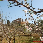 Ingresso gratuito alla Valle dei Templi di Agrigento Ingresso gratuito alla Valle dei Templi di Agrigento a Siculiana (AG) il 5 ottobre ottobre 2025 - 6 dicembre 2026