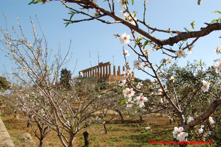 Evento Ingresso gratuito alla Valle dei Templi di Agrigento Locandina Ingresso gratuito alla Valle dei Templi di Agrigento - da domenica 5 ottobre 2025 - domenica 6 dicembre 2026 ore 09:00 ore 19:00