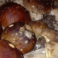 Foto di Sagra del Fungo Porcino di Oriolo Romano