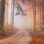 PRATOMAGNO & VALDARNO FOLIAGE TREKKING : Abbazia Vallombrosa, abetine, borghi, pievi e cantine Potrebbe essere un'immagine raffigurante nebbia, strada e natura