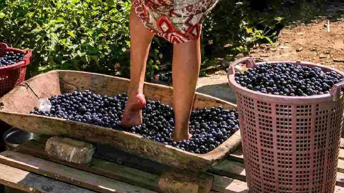 Saperi e Sapori. Torrioni (AV) Potrebbe essere un'immagine raffigurante frutta