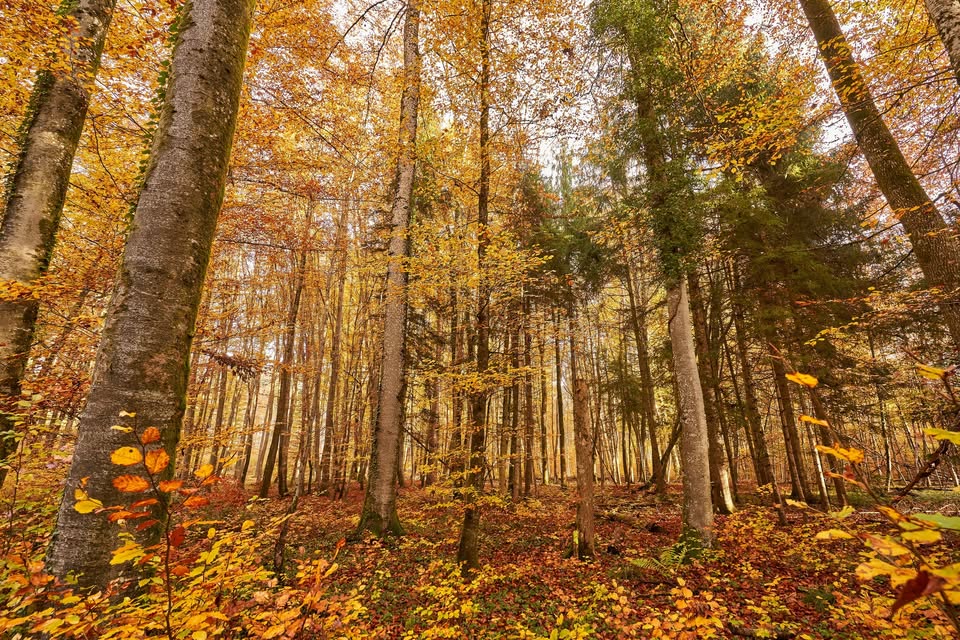 Foliage in Cansiglio, lungo sentieri insoliti e fuori traccia Potrebbe essere un'immagine raffigurante natura