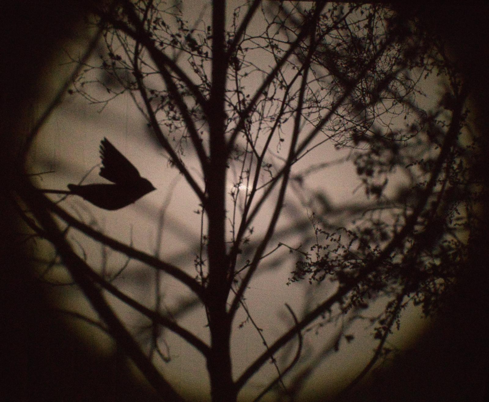 LABORATORIO TEATRO D’OMBRE E NARRAZIONE per bambini (6-10 anni) Potrebbe essere un'immagine raffigurante tortora luttuosa