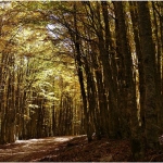 L’AUTUNNO A MONTE SORO IN OCCASIONE DELLA SAGRA DEL FUNGO PORCINO E DEL SUINO NERO DI CESARO Nessuna descrizione della foto disponibile.