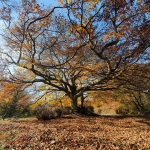 Anello Autunnale alla Faggeta Canfaito: colori d’Autunno & Bagno Forestale Anello Autunnale alla Faggeta Canfaito colori d’Autunno & Bagno Forestale a Ancona (AN) il 1 novembre 2026