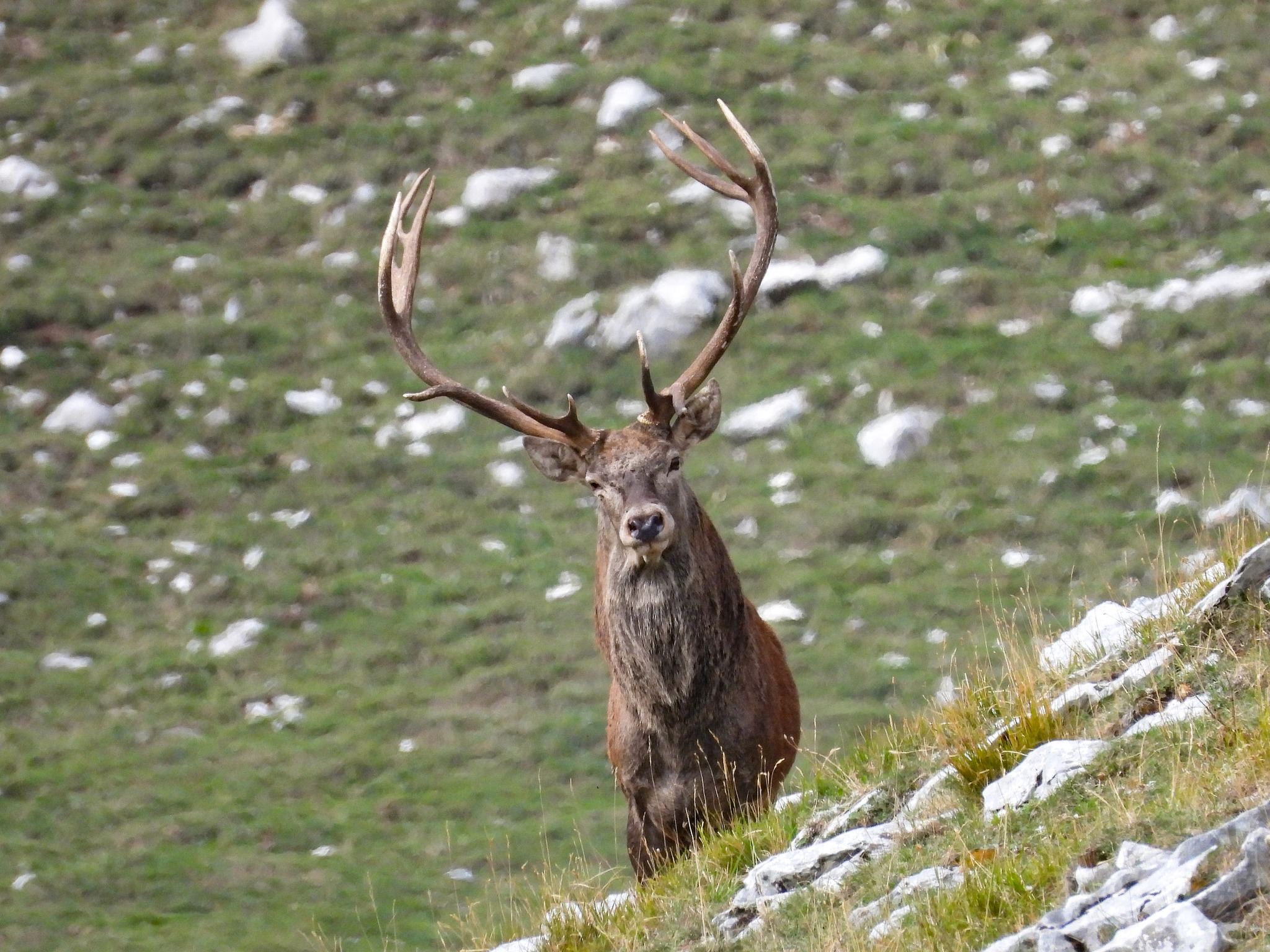Passeggiata tra i cervi dell’area faunistica Potrebbe essere un'immagine raffigurante cervo