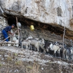 Trekking e degustazione del Cacio Morra al rifugio Pischioli Trekking e degustazione del Cacio Morra al rifugio Pischioli a Pennapiedimonte (CH) il 2 novembre novembre 2025 - 2 maggio 2026