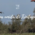 Zona umida di Trinitapoli e sagra del carciofo violetto | Puglia Zona umida di Trinitapoli e sagra del carciofo violetto Puglia a Trinitapoli (BT) il 30 novembre 2025