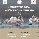 13/14 Dicembre & 3/6 Gennaio – I Fenicotteri Rosa all’Oasi della Contessa (Li) 13/14 Dicembre & 3/6 Gennaio – I Fenicotteri Rosa all’Oasi della Contessa (Li) a Collesalvetti (LI) il 13 dicembre 2025