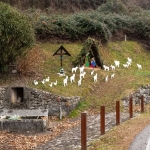 Escursione: Presepi al Tretto Potrebbe essere un'immagine raffigurante avvoltoio, oca, cigno, pulcinella dai ciuffi e Saqsaywaman