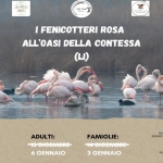 I Fenicotteri Rosa all’Oasi della Contessa (Li) I Fenicotteri Rosa all’Oasi della Contessa (Li) a Collesalvetti (LI) il 3 gennaio - 6 gennaio 2026