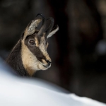 workshop fotografico | Inverno Alpino – Rifugio Selleries Potrebbe essere un'immagine raffigurante il seguente testo "escursioni fotografiche SIMONE SIMONEGAETANO GAETANO"