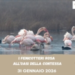 I Fenicotteri Rosa all’Oasi della Contessa (Li) I Fenicotteri Rosa all’Oasi della Contessa (Li) a Collesalvetti (LI) il 31 gennaio 2026