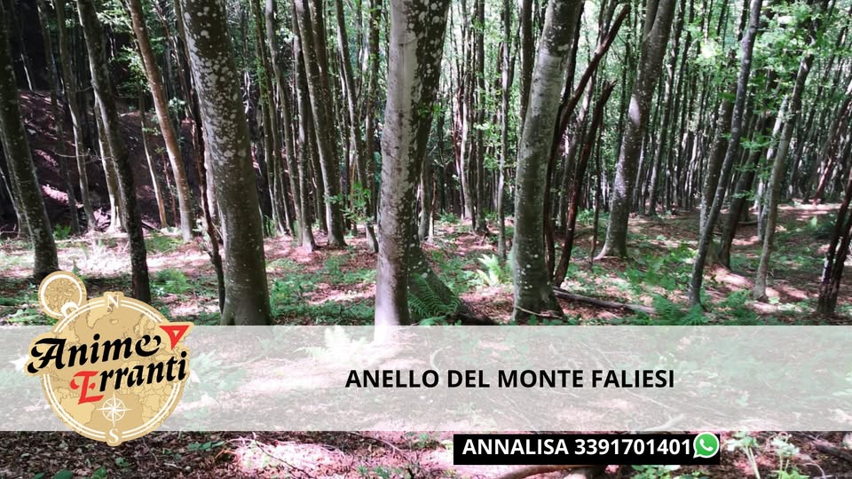 MEDIO 🌎 Anello del Monte Faliesi Potrebbe essere un'immagine raffigurante albero e il seguente testo "Anime Trranti ANELLO DEL MONTE FALIESI ANNALISA 3391701401"