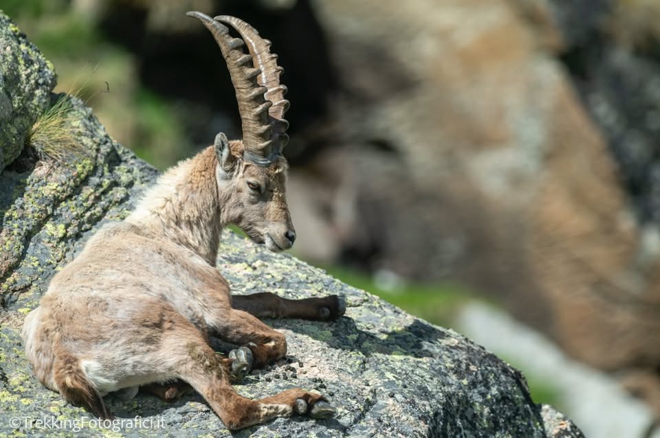Evento Photo Tour primavera nel Parco del Gran Paradiso Locandina Photo Tour primavera nel Parco del Gran Paradiso - da sabato 23 maggio - domenica 24 maggio 2026 ore 09:00 ore 14:30
