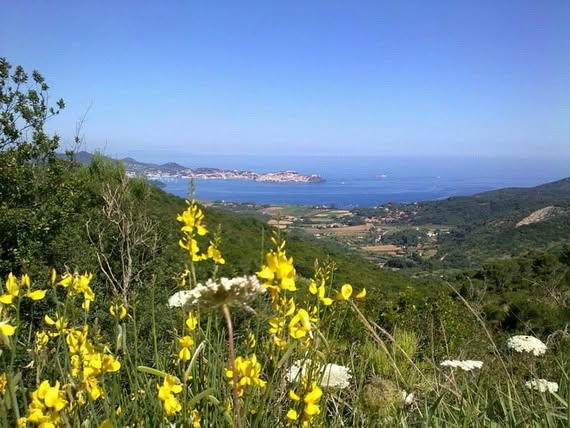 Profumi di costa: trekking tra gariga, macchia e sapori dell’Elba (LI) Nessuna descrizione della foto disponibile.