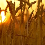 Solstizio d’estate: Alle origini della vita Potrebbe essere un'immagine raffigurante erba