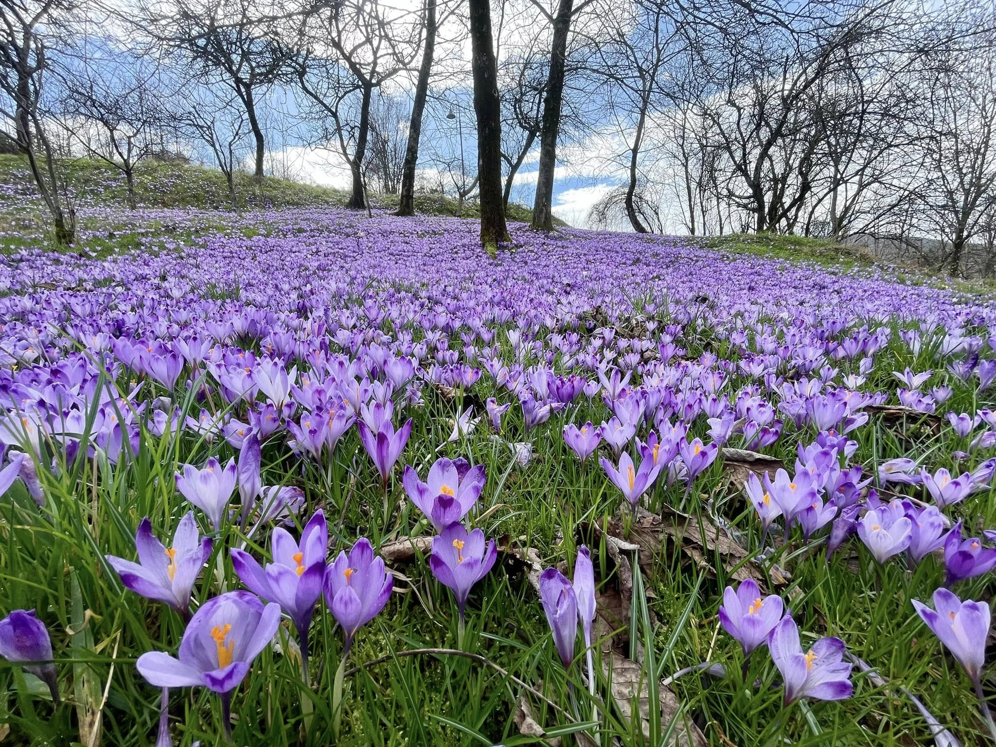 Spettacolo crocus in Val del Torre Potrebbe essere un'immagine raffigurante pulsatilla