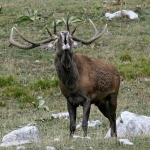 trekking al Parco Nazionale d’Abruzzo trekking al Parco Nazionale d’Abruzzo a Pescasseroli (AQ) il 1 agosto 2026