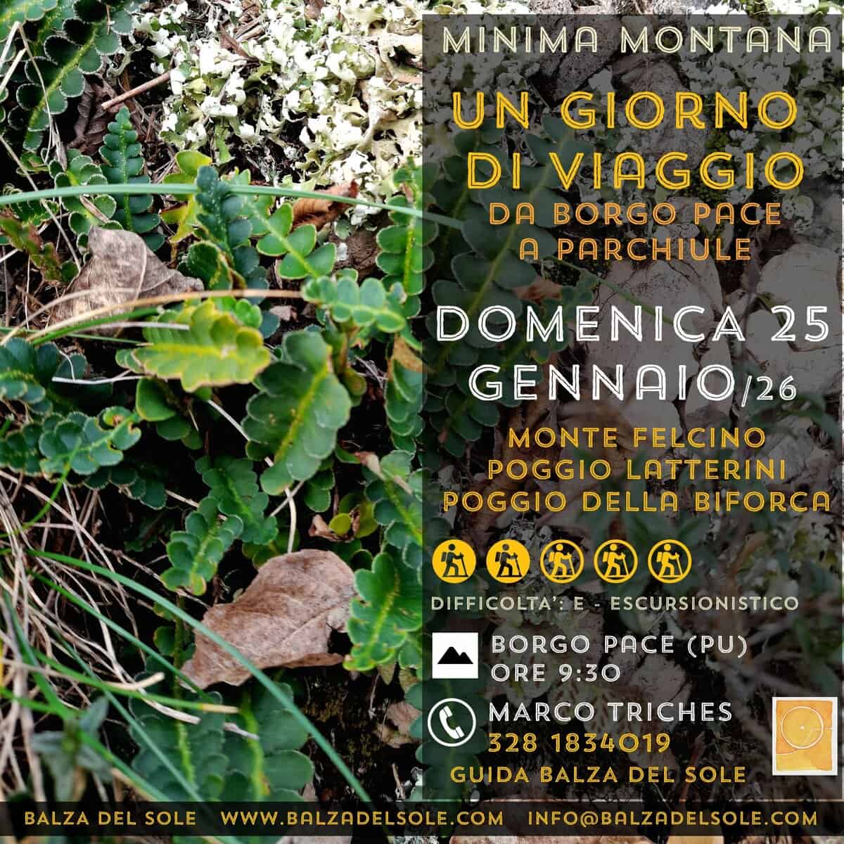 Un giorno di viaggio: Borgo Pace – Parchiule Potrebbe essere un'immagine raffigurante edera e il seguente testo "LNAAAIE MINIMA MONTANA UN GIORNO DI VIAGGIO DA BORGO PACE A PARCHIULE DOMENICA 25 GENNAIO/26 MONTE FELCINO POGGIO LATTERINI POGGIO DELLA BIFORCA DIFFICOLTA': ESCURSIONISTICO BORGO PACE (PU) ORE 9:30 MARCO TRICHES 328 1834019 GUIDA BALZA DEL SOLE BALZA BALZADELSOLE DEL SOLE wwW. BALZADELSOLE COM INFO@BALZADELSOLE.COM"