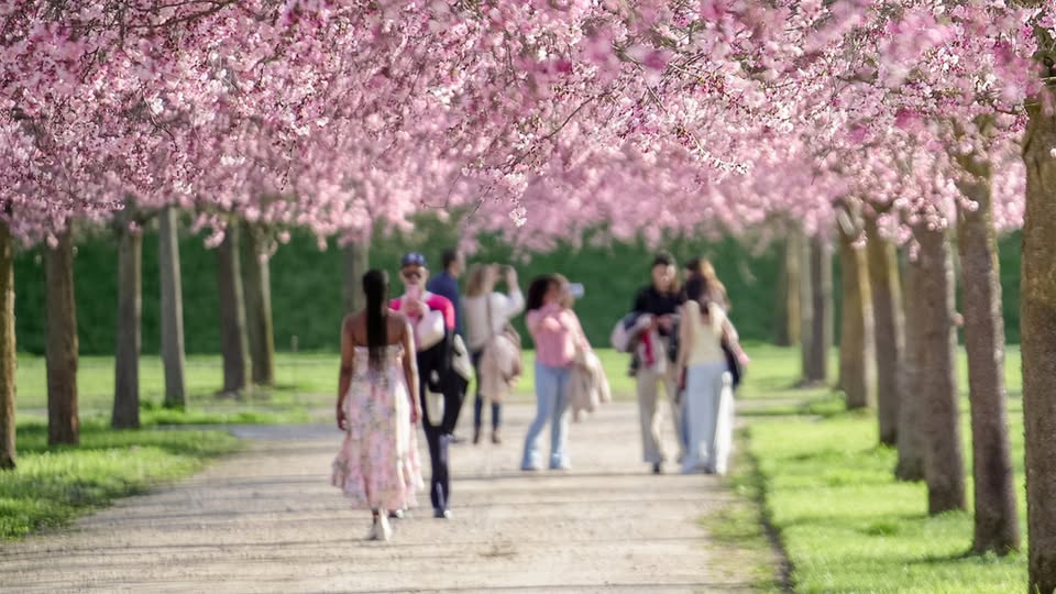 Evento All’ombra dei ciliegi in fiore Locandina All’ombra dei ciliegi in fiore - sabato 21 marzo ore 09:30 - 11:30
