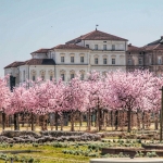 Fioritura dei ciliegi alla Reggia Di Venaria Fioritura dei ciliegi alla Reggia Di Venaria a Diano Marina (IM) il 22 marzo 2026