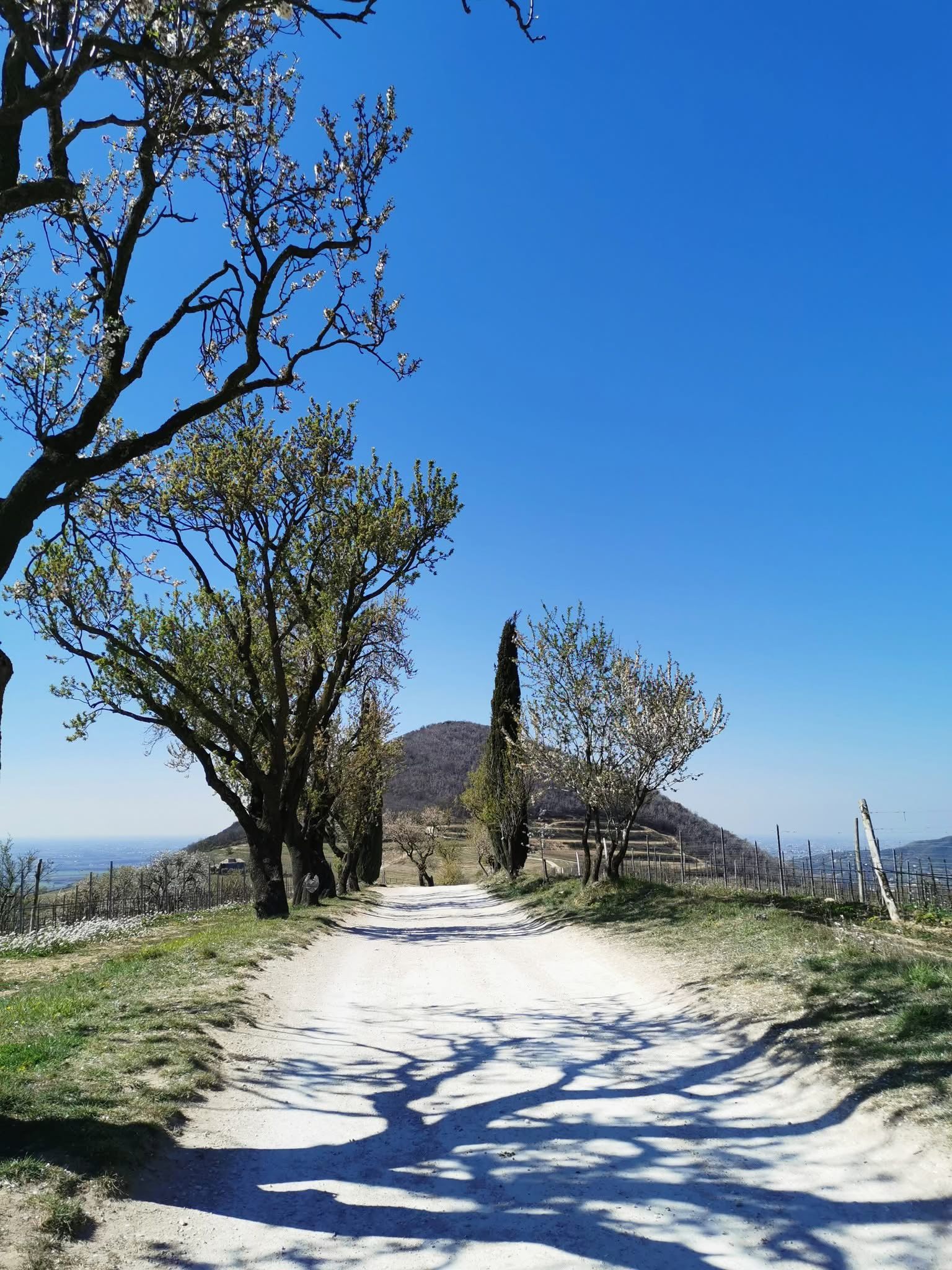 Pasquetta in Bicicletta 🚴♂️ Parco Regionale Colli Euganei! Potrebbe essere un'immagine raffigurante jacaranda, albero e strada