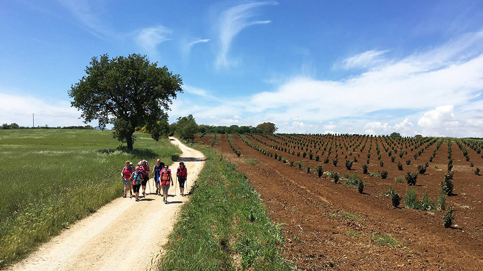 Via Francigena da Viterbo a Roma Gli ultimi emozionanti 100 km alla Meta. Cinque giorni. Nessuna descrizione della foto disponibile.