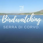 Birdwatching Lago Serra di Corvo: Valle del Bradano | Basilicata Birdwatching Lago Serra di Corvo Valle del Bradano Basilicata a Poggiorsini (BA) il 7 marzo 2026