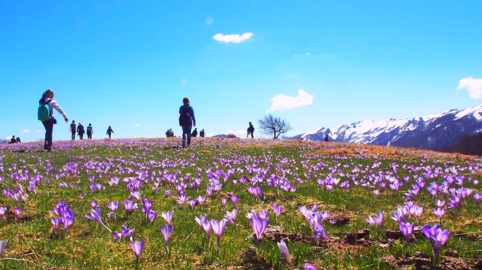 Cinquanta sfumature di lilla Potrebbe essere un'immagine raffigurante pulsatilla e Nemophila menziesii